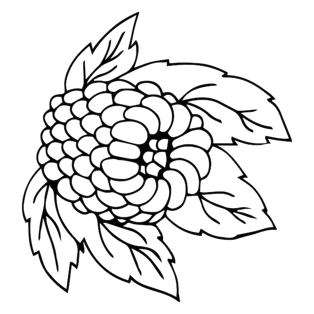 Framboise Vectorielle Dessinée à La Main Avec Feuille.