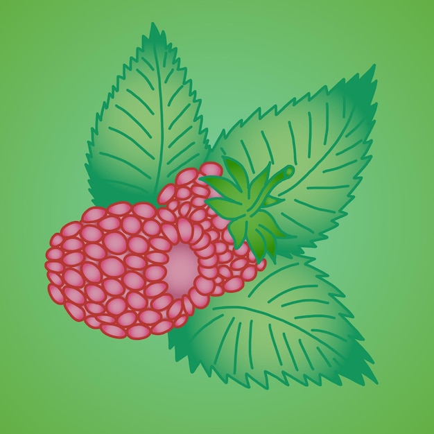 Vecteur framboise