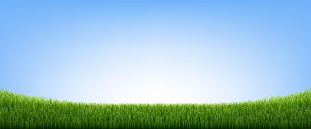 La frontière de l'herbe verte et le ciel bleu
