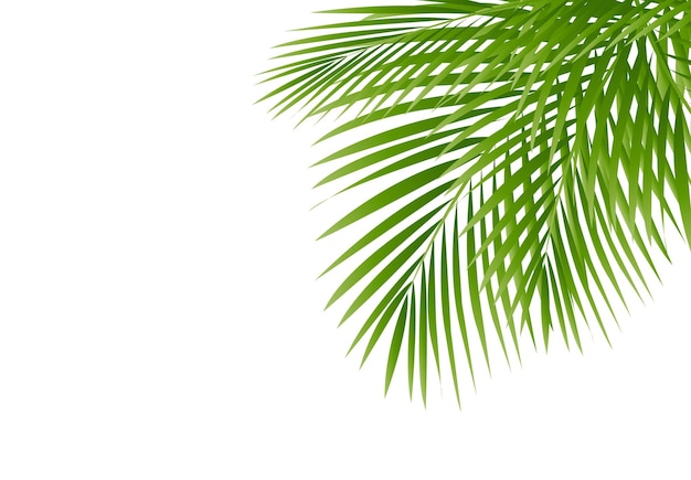 Frontière Palmier Isolé Sur Fond Blanc