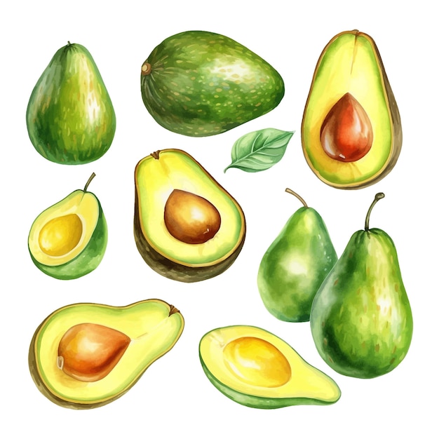 Fruit D'avocat Aquarelle Dessiné à La Main Avec Clipart Feuille