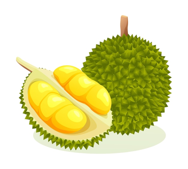 Vecteur fruit durian entier et demi coupé illustration vectorielle isolée sur fond blanc