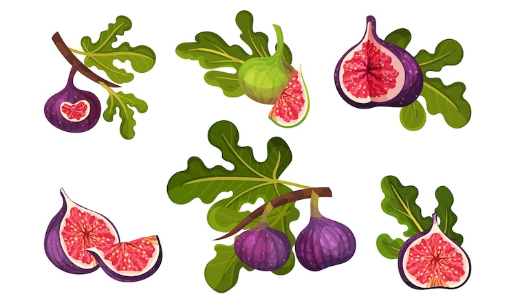 Vecteur fruit de figue entier et coupé avec une peau mince et de nombreuses petites graines à l'intérieur de l'ensemble vectoriel