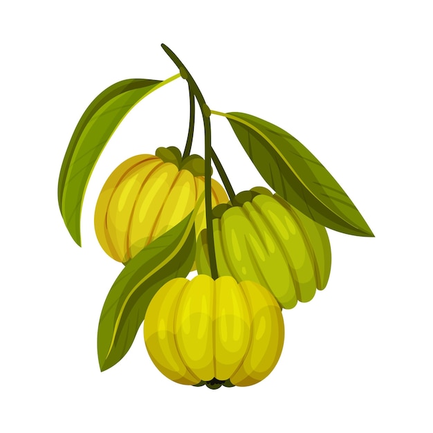 Vecteur fruit de garcinia cambogia avec des feuilles vertes oblongues illustration vectorielle