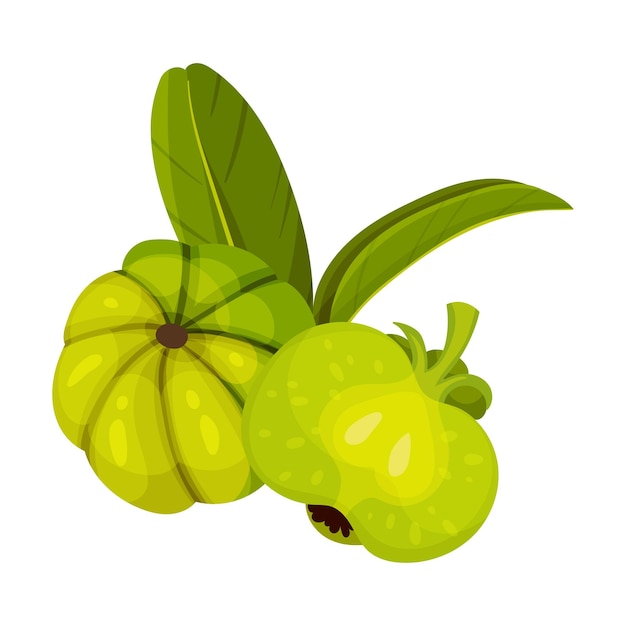 Vecteur fruit de garcinia cambogia avec des feuilles vertes oblongues illustration vectorielle