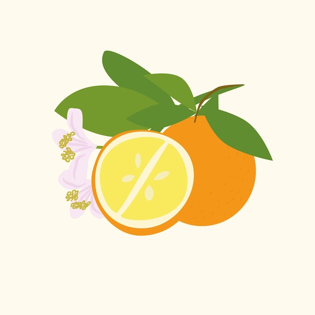 Fruit orange isolé sur fond blanc Illustration vectorielle de fleur blanche entière de tranche d'agrumes