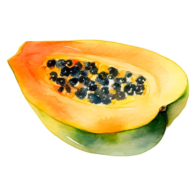 Vecteur fruit de papaye peint à l'aquarelle, élément de conception d'aliments frais dessiné à la main isolé sur fond blanc