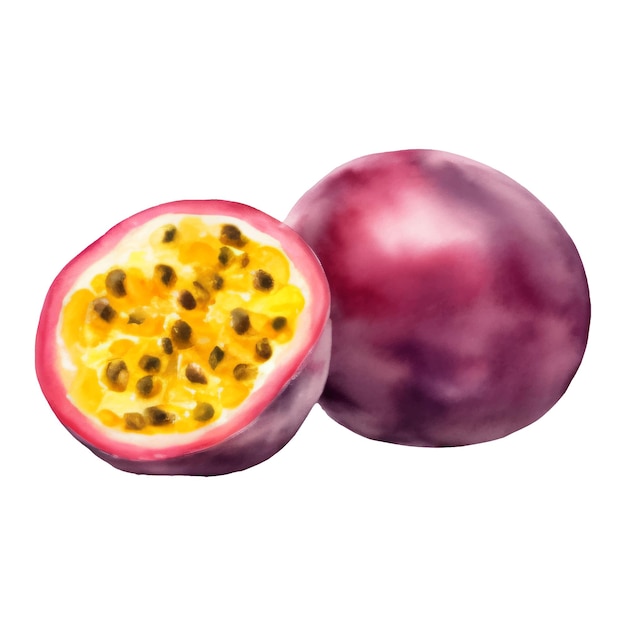 Vecteur un fruit de la passion entier et demi avec des graines illustration de peinture dessinée à la main isolée