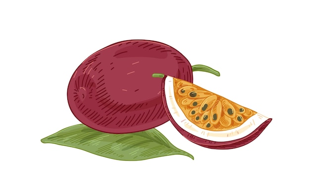 Fruit de la passion entier mûr, son morceau charnu juteux coupé avec des graines. Fruits de la passion sucrés frais avec feuille. Composition de maracuja tropicale. Illustration vectorielle colorée dessinée à la main isolée sur fond blanc