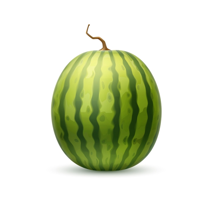 Vecteur fruit de pastèque réaliste