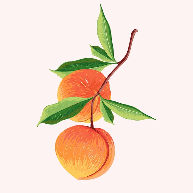 Fruit De Pêche Dans Une Branche. Illustration Botanique De Peach. Demi Pêche Et Feuilles.