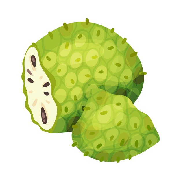 Vecteur fruit de soursop ou guanabana montrant une chair blanche crémeuse et des graines noires illustration vectorielle