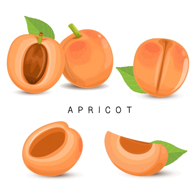 Vecteur fruits d'abricot frais