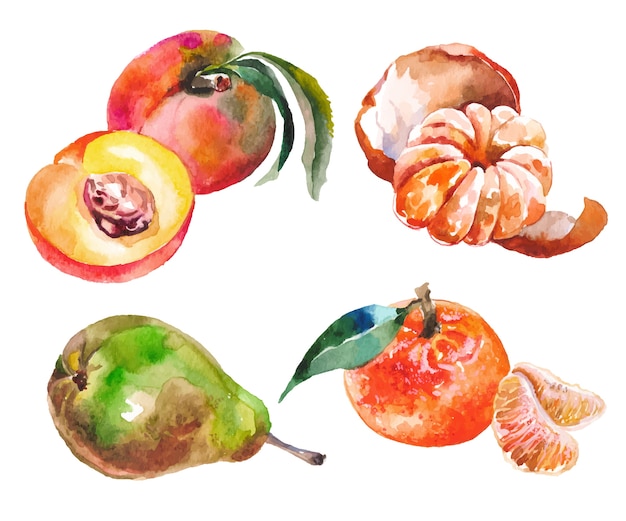 Vecteur fruits aquarelles isolés sur blanc