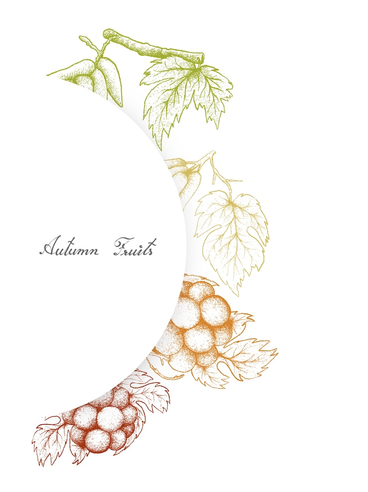 Vecteur fruits d&#39;automne dessinés à la main de raisins frais