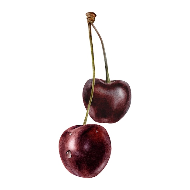 Fruits de cerise douces avec gouttes Paire de baies de cerise rouge Illustration à l'aquarelle dessinée à la main isolée Clip art pour l'emballage de menus de marchandises papiers d'emballages cartes textiles cosmétiques