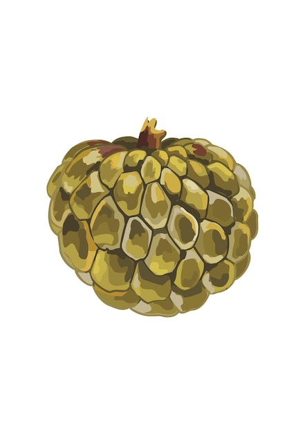 Fruits Exotiques Tropicaux Fruits Délicieux D'été Illustration Vectorielle Dans Un Style Plat