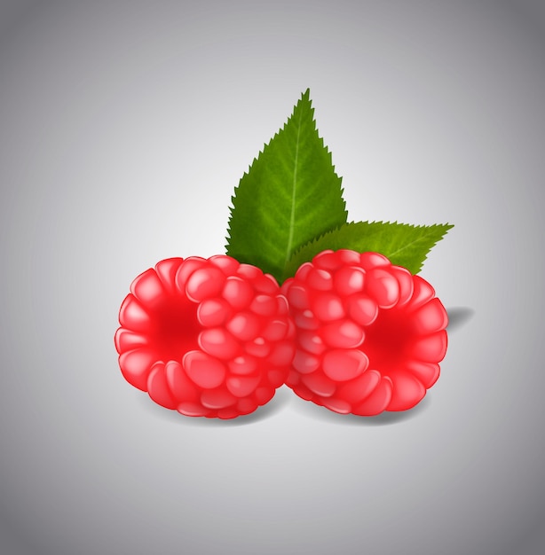 Fruits De Framboise Mûrs Isolés Sur Fond Blanc Feuilles Et Baies Vertes Vectorielles