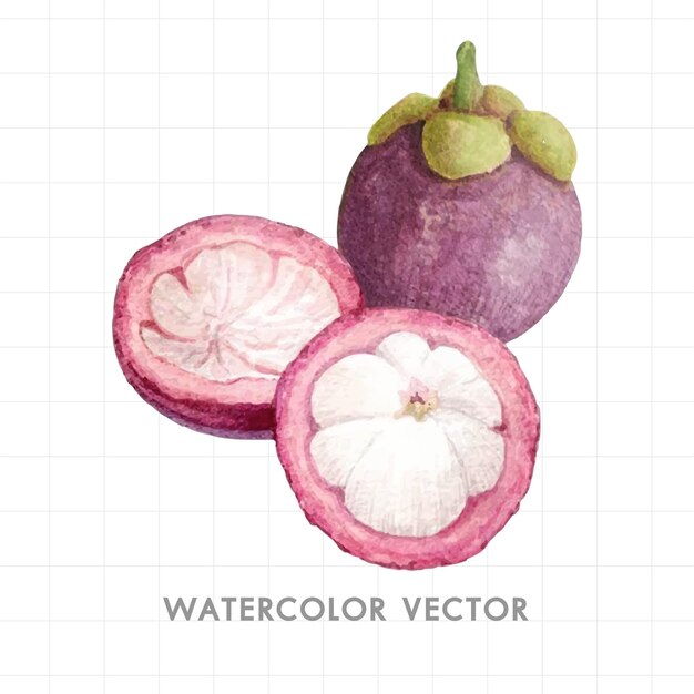 Vecteur fruits peints à l'aquarelle