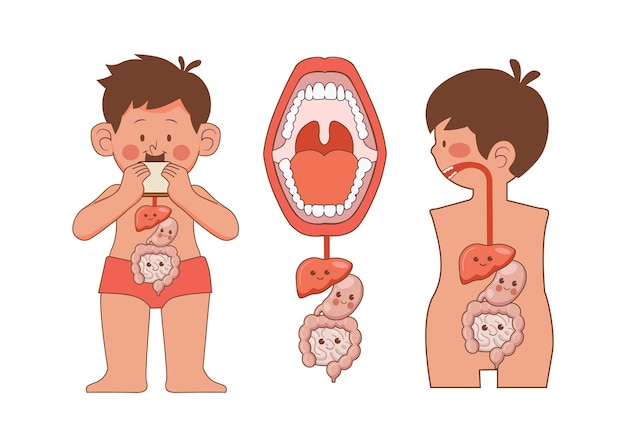 Vecteur un garçon mangeant un estomac et un système digestif.