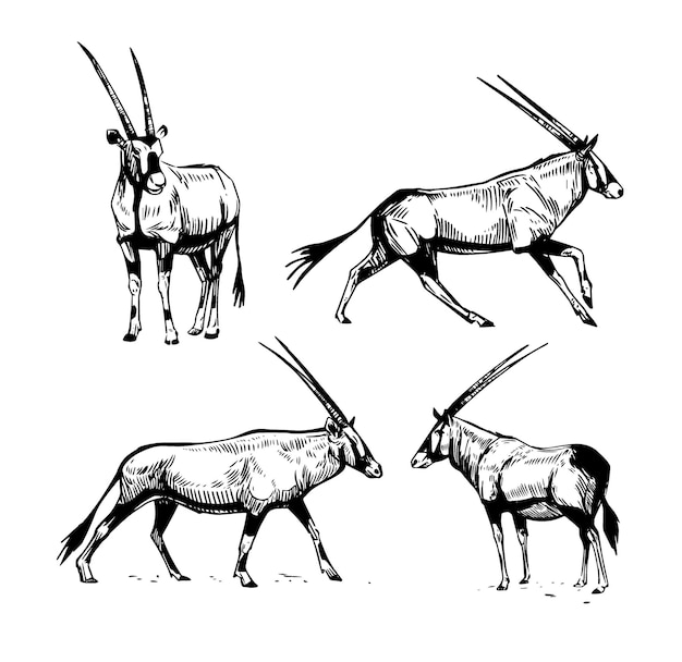 Vecteur gazelle africaine oryx dessiné à la main illustration vectorielle style croquis contour noir sur fond blanc