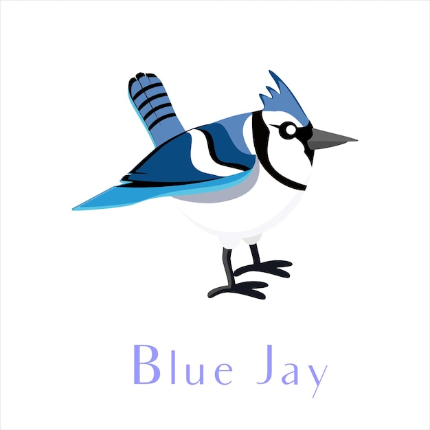 Vecteur geai bleu mignon oiseau sauvage illustration vectorielle