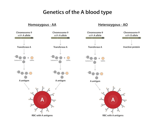 Génétique Du Groupe Sanguin A
