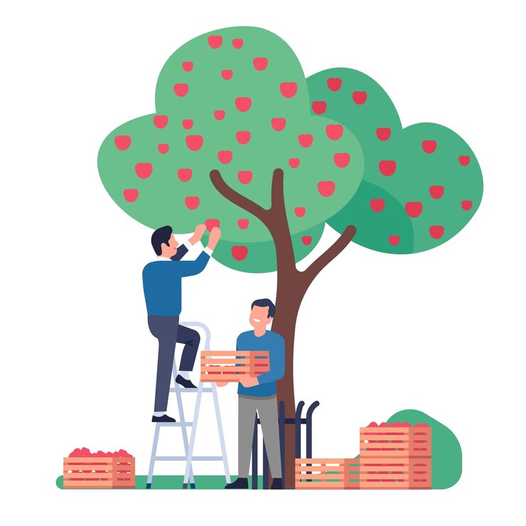 Vecteur les gens cueillent des pommes dans le verger les jardiniers ramassent la récolte des arbres dans des caisses en bois hommes récoltant des fruits travail dans le jardin agriculteur debout sur l'échelle ouvriers agricoles concept de vecteur