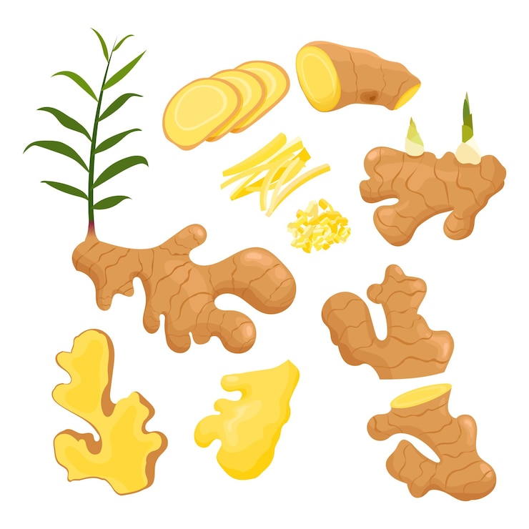 Vecteur ginger racine ginger tranché un ingrédient à moitié haché pour la cuisine et les plantes de ginger