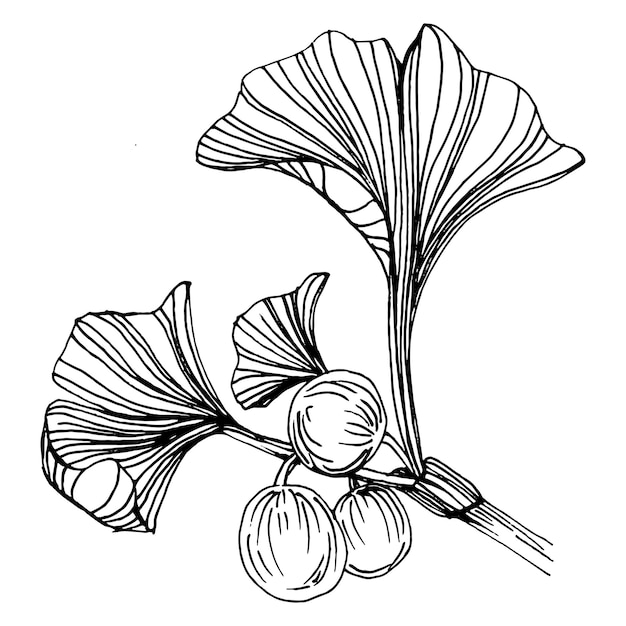 Ginkgo Plante à Base De Plantes à La Main Croquis De Dessin