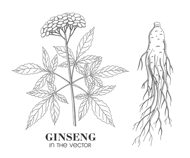 Vecteur ginseng de plante médicinale sur un fond blanc en vecteur