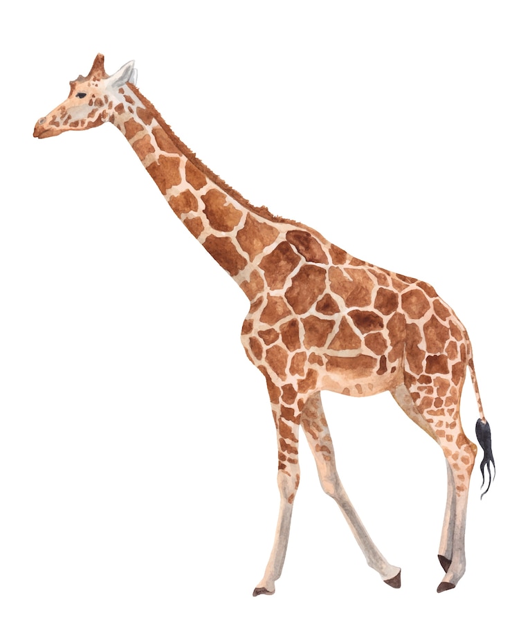 Vecteur girafe en aquarelle pleine croissance