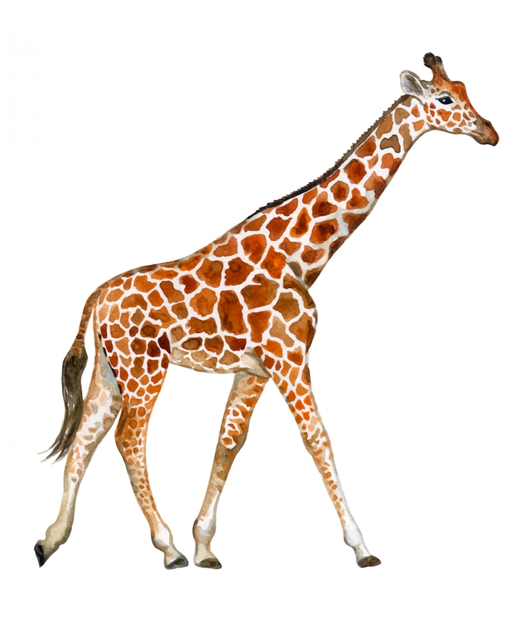 Vecteur girafe à l'aquarelle