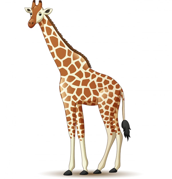 Vecteur girafe de dessin animé isolé sur fond blanc