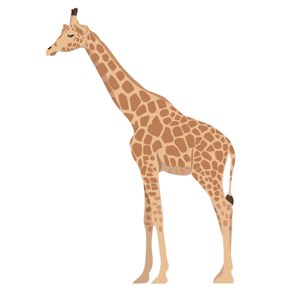 Girafe Isolée.