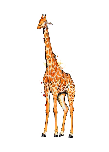 Girafe D'une Touche D'aquarelle