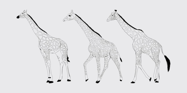 Giraffe Noire Silhouette Giraffe Vectoriel Dessin De Contour Giraffe Vector Noir Et Blanc