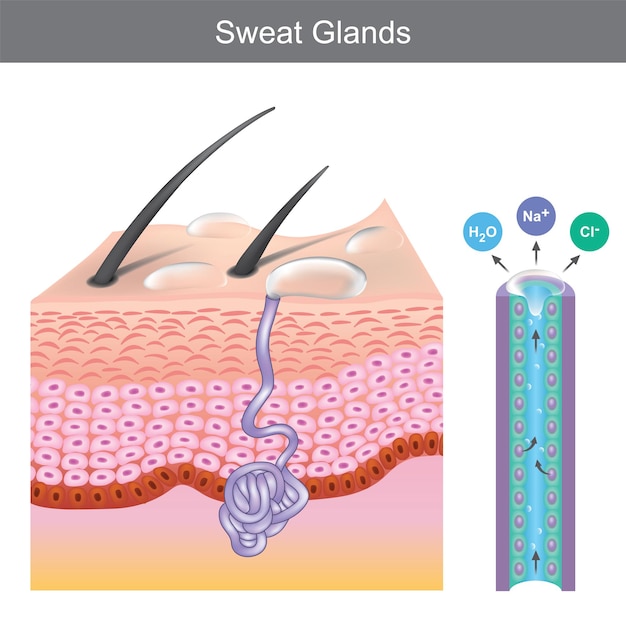 Vecteur glandes sudoripares. illustration montrant la structure des glandes sudoripares humaines sous les couches de la peau.