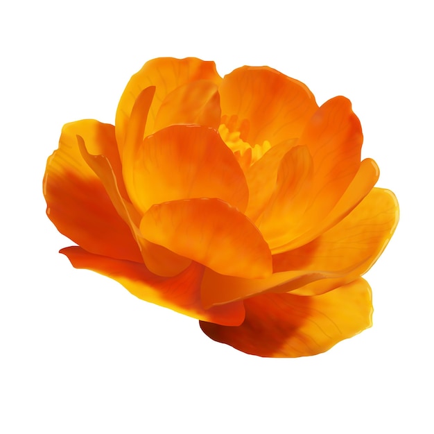 Vecteur globe-fleur orange sur fond blanc, trollius asiaticus, fleur de vecteur réaliste