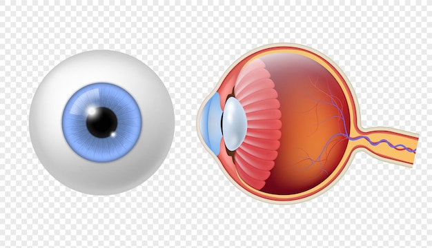 Vecteur globe oculaire humain réaliste. structure de la rétine des yeux, iris rond et texture de la pupille, objet coloré d'anatomie en gros plan et ensemble isolé de globes oculaires de vue latérale