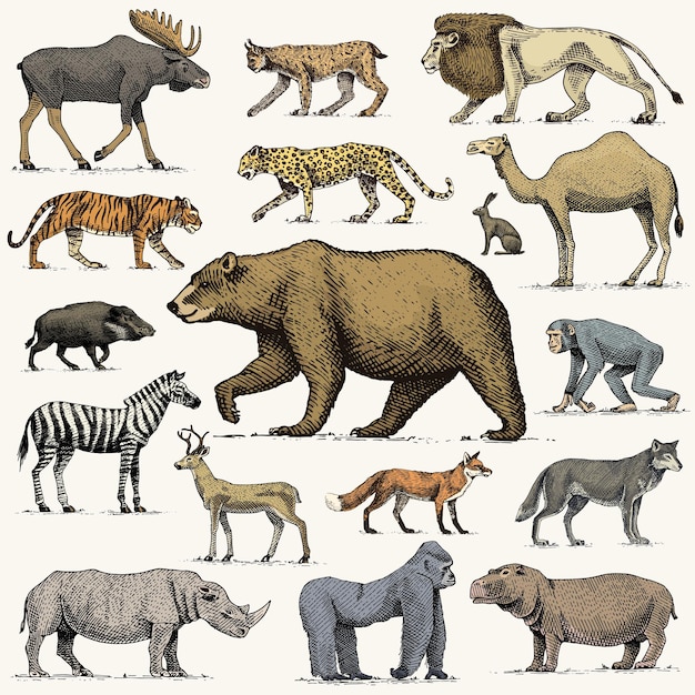 Vecteur gorille orignal ou wapiti eurasien chameau et cerf rhinocéros lièvre loup et ours avec lion et tigre gravés à la main dessinés dans l'ancien style de croquis ensemble animaux sauvages vintage de la vue latérale du monde