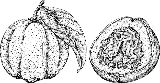 Vecteur goyave fruits tropicaux baie exotique vecteur dessiné à la main gravure illustration sur fond blanc