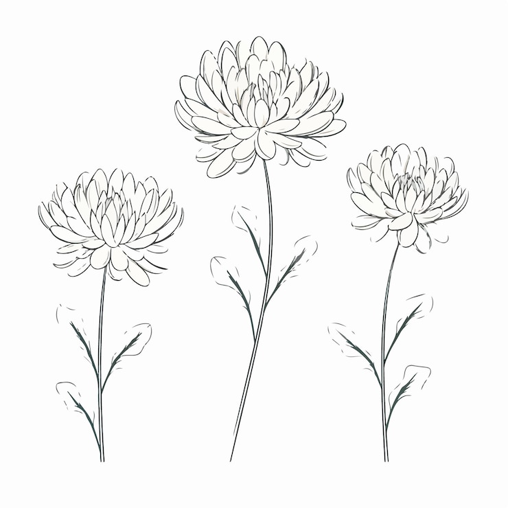 Vecteur de gracieuses illustrations de chrysanthèmes en format vectoriel capturant leur essence délicate