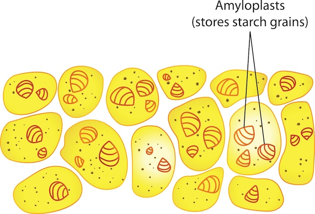 Vecteur grains d' amyloplastes et d' amidons