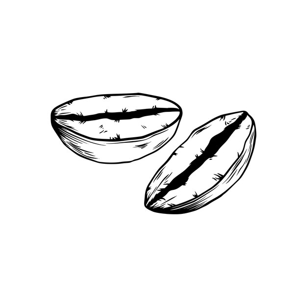 Vecteur grains de café et feuilles dans un style graphique illustration vectorielle dessinée à la main