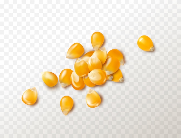 Grains de pop-corn crus isolés sur fond blanc