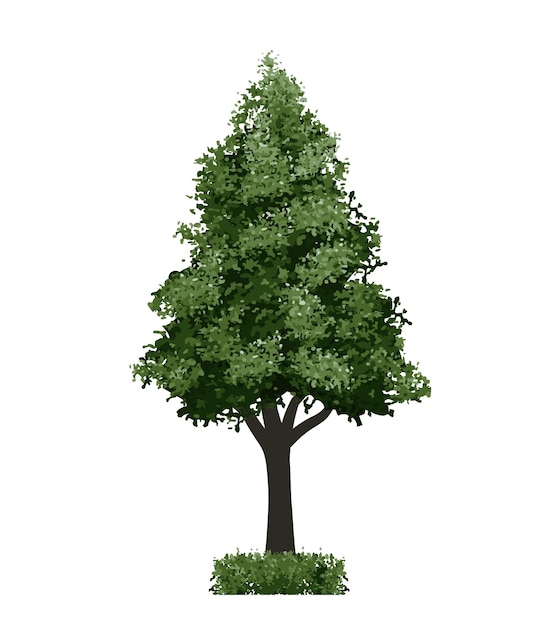 Grand arbre isolé sur fond blanc
