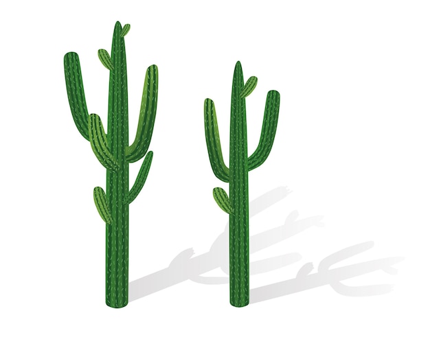Grand cactus du désert Illustration vectorielle de plantes sur fond blanc isolé