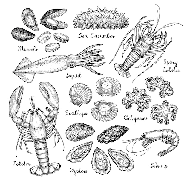 Grand Ensemble De Fruits De Mer. Croquis à L'encre Dessiné à La Main.