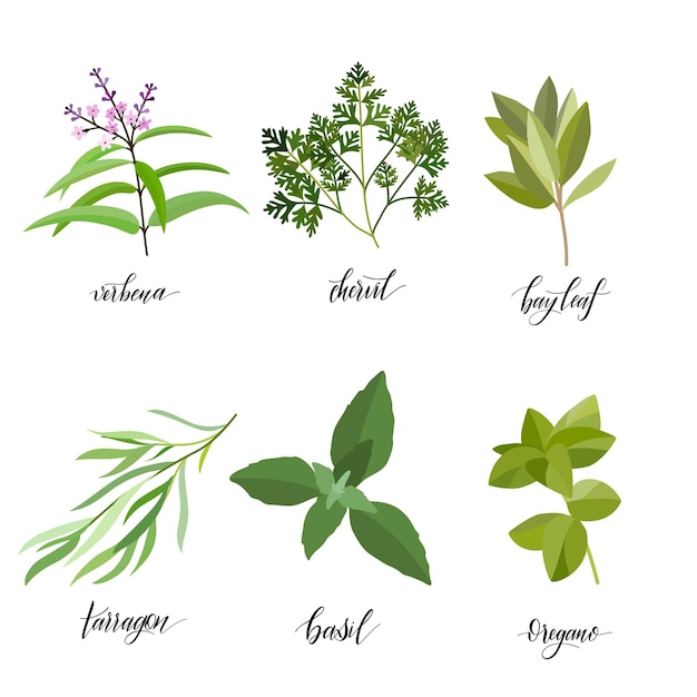 Grand ensemble d'herbes et d'épices culinaires populaires. Objets isolés. Plate illustration vectorielle. Pour les soins de santé, le magasin, les cosmétiques, les soins de santé, l'étiquette d'étiquette, la conception de produits alimentaires